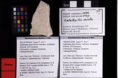 Foto (Objket + Etiketten) von Galatheites aiola (Robins, Feldmann, Schweitzer & Bonde, 2016) 